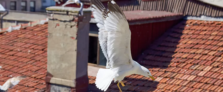 Residential Chimney Animal Removal Solution in Homewood, AL
