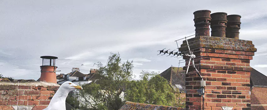 Chimney Cleaning And Restoration in Homewood, Alabama